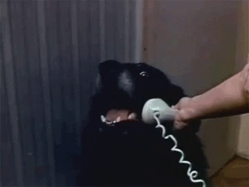 Dog Phone Call GIF - Dog Phone Call Hello GIFs