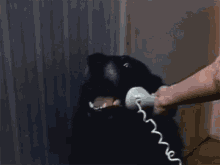 Dog Phone Call GIF