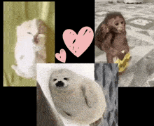 a collage of animals including a seal and a monkey with hearts