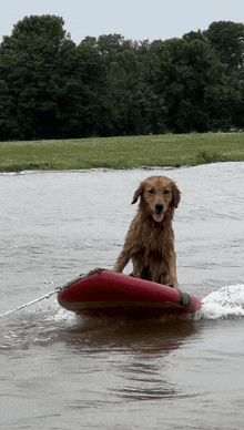 a dog is riding on the back of a red raft in the water