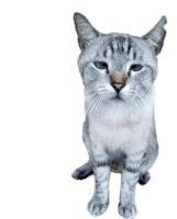 Cat Laughing Gatoriendose Sticker - Cat Laughing Gatoriendose Risagato Stickers