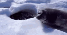 Bifidus Seal GIF - Bifidus Seal Bifidus Seal GIFs