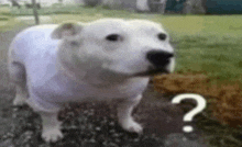 a white dog is standing on the ground with a question mark in front of it .