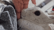 a close up of a person petting a white rabbit