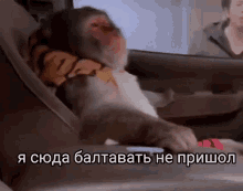 a monkey wearing a tiger sweater is sitting in the back seat of a car