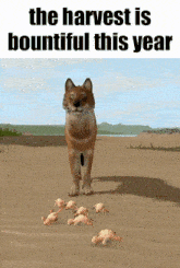 Cs Cenozoic Survival GIF - Cs Cenozoic Survival The Harvest Is Bountiful This Year GIFs