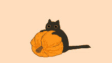 halloween debate cat pumpkin