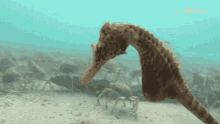The Seahorse Whisper Seahorse GIF - The Seahorse Whisper Seahorse Crabs GIFs