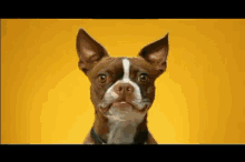 Smile GIF - Dogs Dog Pug GIFs