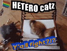 a picture of two cats in a wrestling ring that says hetero catz y'all fight ?