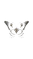 a drawing of a butterfly on a white background with a few spots on it