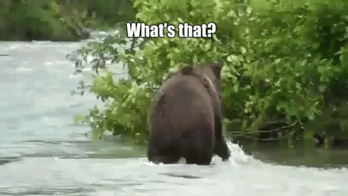 Funny Bear GIF - Funny Bear Spider - Discover & Share GIFs