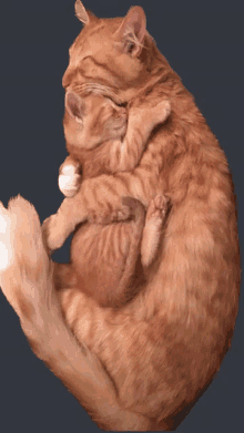 Ginger Cat GIF - Ginger Cat GIFs