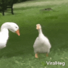 Im Coming Duck GIF - Im Coming Duck Viralhog GIFs