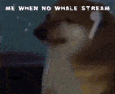 Me When No Whale Stream GIF