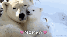 Polar Bear Cute GIF - Polar Bear Cute Mommy GIFs