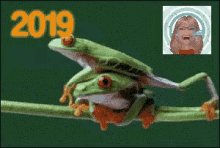 Cebong Frog GIF - Cebong Frog Fall GIFs