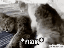 กอด GIF - Cat Hug Console GIFs