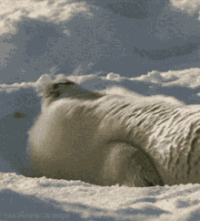a polar bear is laying on its back in the snow with the beginnings written on the bottom left