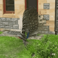 Bird Peacock GIF - Bird Peacock Peaflow GIFs