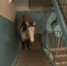 Horsw Stairs GIF