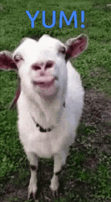 Goat Yum GIF - Goat Yum Lick Lips GIFs