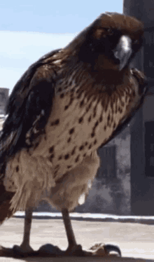 tailed hawk