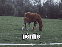 a horse and a foal grazing in a field with the word perdje in white letters