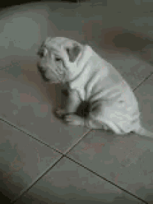 Sharpei Cute GIF - Sharpei Cute Puppy GIFs