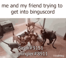 Binguscord Cat GIF - Binguscord Bingus Cat GIFs