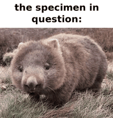 Wombat Specimen GIF - Wombat Specimen GIFs