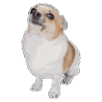 a brown and white dog is standing on its hind legs and looking up