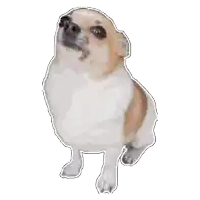 a brown and white dog is standing on its hind legs and looking up