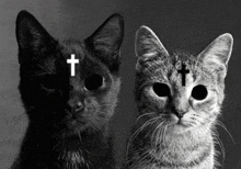 a black and white photo of two cats with crosses on them