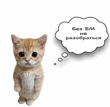 a cat is standing next to a thought bubble that says " без бм не разобраться "