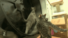 a cat is looking at its reflection in a mirror while another cat runs around it