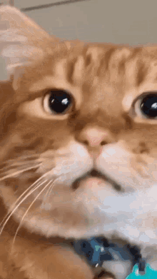 Wow Cat GIF - Wow Cat Unimpressed GIFs