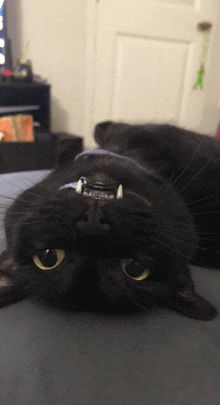 a black cat is laying on its back with a lighter on its nose