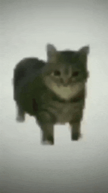 Cat 2d Cat GIF - Cat 2d Cat Sobad GIFs