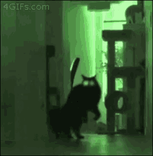 The Cat Is Coming! GIF - Cat Attack Scary GIFs
