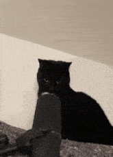 Black Cat GIF - Black Cat Microphone GIFs