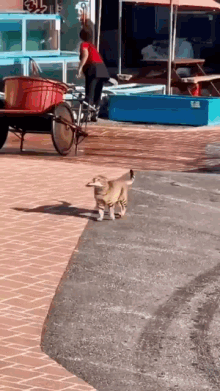 a dog is walking down the sidewalk next to a wheelbarrow .