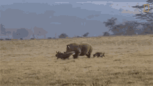 defending calf rhino mom teaches hungry hyenas not to mess with her calf world rhino day running away leaving