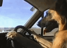 funny animals lol dog driving traffic