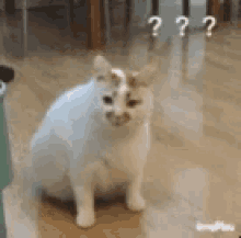 a white cat is sitting on a wooden floor and looking at the camera with a question mark in the background .