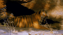 Snarling Tiger Meet The Tiger Family GIF - Snarling Tiger Meet The Tiger Family Nat Geo Wild GIFs