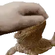 a person is petting a bearded dragon 's head with their hand .