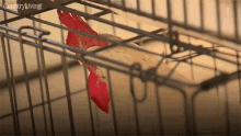 Rooster Caged GIF