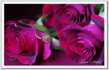 Purple Roses GIF