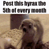a picture of a squirrel with the words post this hyrax the 5th of every month below it
